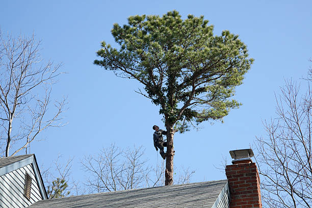 Best Root Management and Removal  in Dix Hills, NY